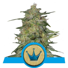 Semi femminili medicinali Royal Highness