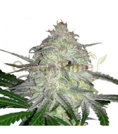 ROSENTHAL, sementes femininas de cannabis