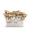 GoldenTeacher, tout en un Growkit champignon magique 1200cc