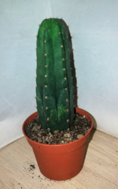 San Pedro Mescaline Cactus 10cm trichocereus pachanoi