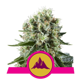 Critical kush semi femminili