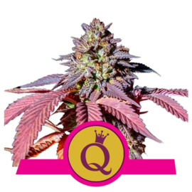 Purple Queen Female Cannabis Seeds
