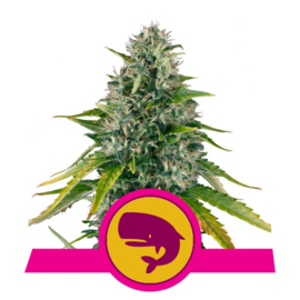 Royal Moby Female Seeds