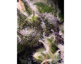 Cream Caramel Auto, Feminized Mariuana Seeds