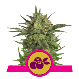 Haze Berry Vrouwelijke Wiet Zaadjes