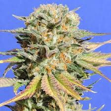Bruce Banner Vrouwelijke Cannabis Zaden