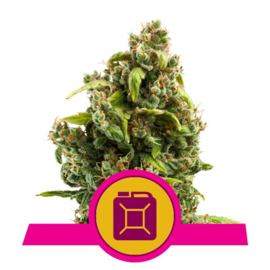 Sour Diesel nasiona żeńskie