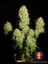 Chronic Female Cannabis Seeds