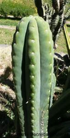 Cactus Mescalina San Pedro 30cm trichocereus pachanoi