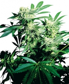 skunk kush semillas femeninas