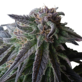 Special Queen Female Seeds