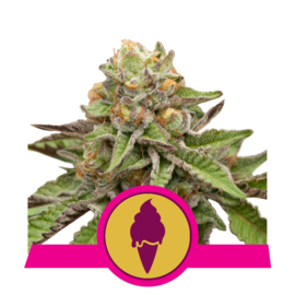 GreenGelato kvindelige cannabisfrø