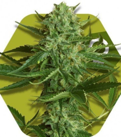 Viúva Haze, sementes femininas de cannabis