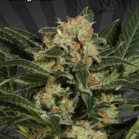 Candy Kush Autofiorente