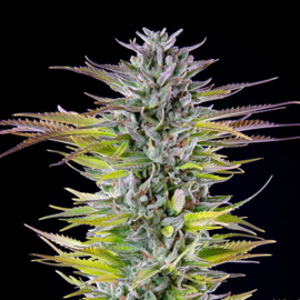 Sandía, semilla de cannabis femenina