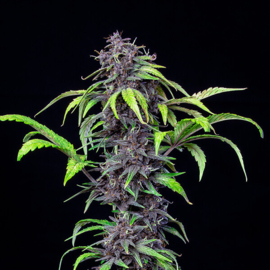 Purplematyczne ziarno CBD