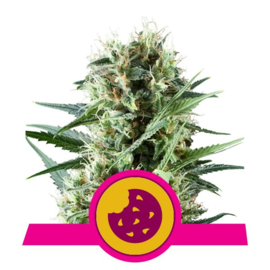 Royal Cookies Weibliche CannabisSamen