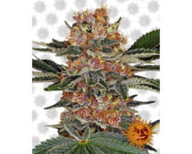 PURPLE PUNCH Female Autoflower Cannabis Seeds