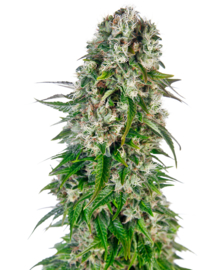 Big Bud Automatic Seeds