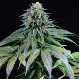 Semi femminili Purple Moby Dick di Dinafem