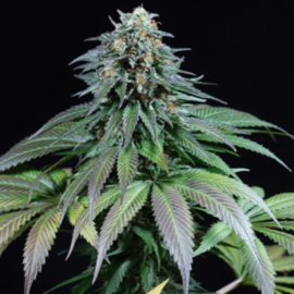 Purple Moby Dick Female Seeds