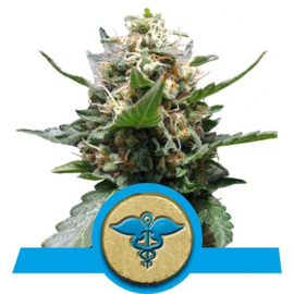 Royal Medic Medical Female Cannabis Seeds