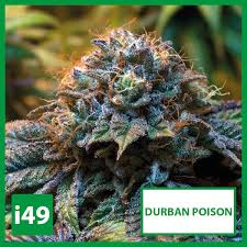 Durban Poison Vrouwelijke Wiet Zaden