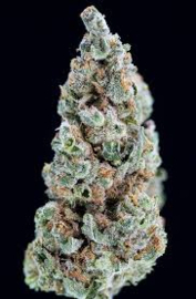 GMO Female Cannabis Seeds