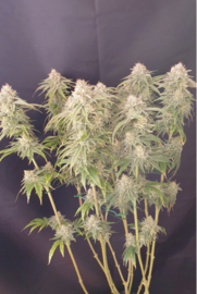 GIRL SCOUT COOKIES FEMALE SEEDS