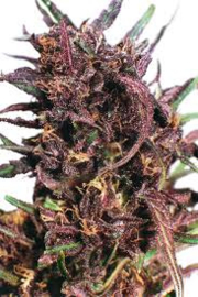 Purple#1 weibliche Samen
