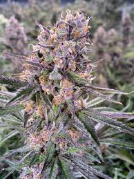 Zkittlez Vrouwelijke Cannabis Zaden