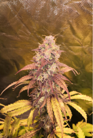 GIRL SCOUT COOKIES FEMALE SEEDS