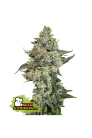 GALLETAS GIRL SCOUT AUTOFLOWER