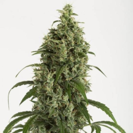 MOBY DICK Autoflower (DINAFEM) FEMINIZED