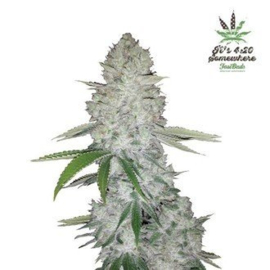 GORILLA GLUE Sementes de Maconha Autoflorescentes Feminizadas