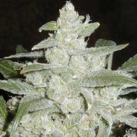 White Widow Graines Femelles