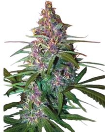 Critical Purple FEMALE AUTOFLOWER SEEDS