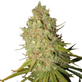 Special Kush Female Weed Seeds