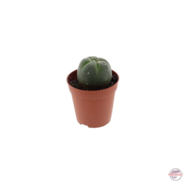 Peyote - 4 - 5 cm