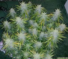 Royal Haze Female Self-Flowering Seeds