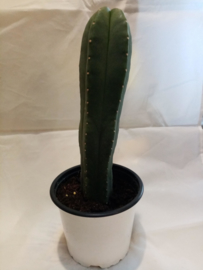 bare san pedro kaktus 25cm / San Pedro kaktus