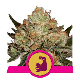 HulkBerry kvinnliga cannabisfrön