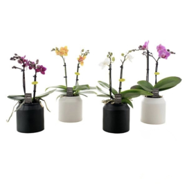 orchidee in sierpot