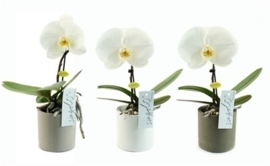 Orchidee
