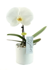 Orchidee