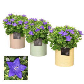 Campanula plant