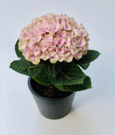 hortensia in sierpotje