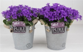 Campanula in zinken potje
