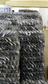 Nuri Pittige Sardines in Olijfolie