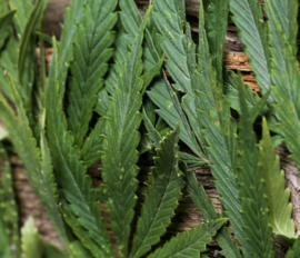 Local Tea Dutchess Grey Thee (18 zakjes)